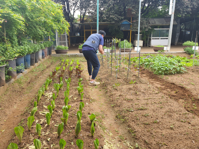 열무,고추 초기.jpg