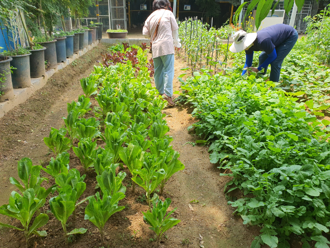 열무,고추,상추 .jpg